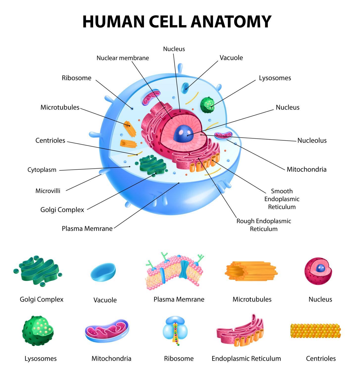 Histology of cell STRUCTURE and components of cells - Doct Med